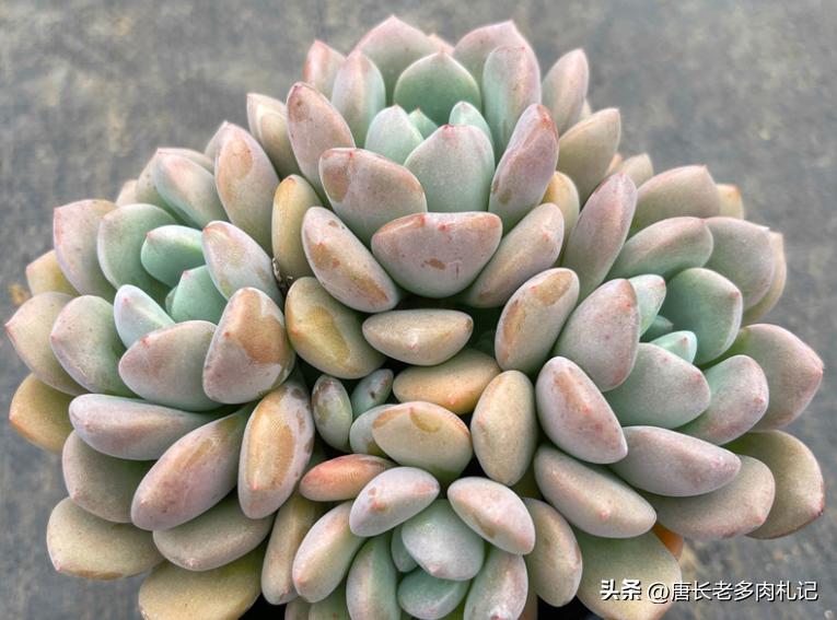 多肉白鹭最佳状态,白露说