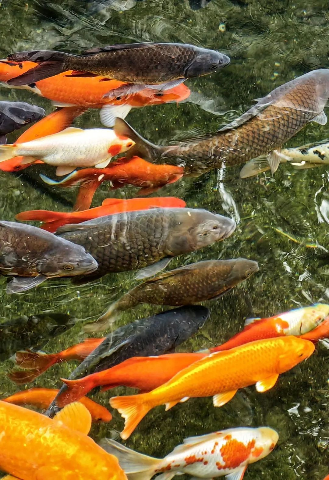 济南出发高铁旅游攻略,济南三天假期去哪玩合适