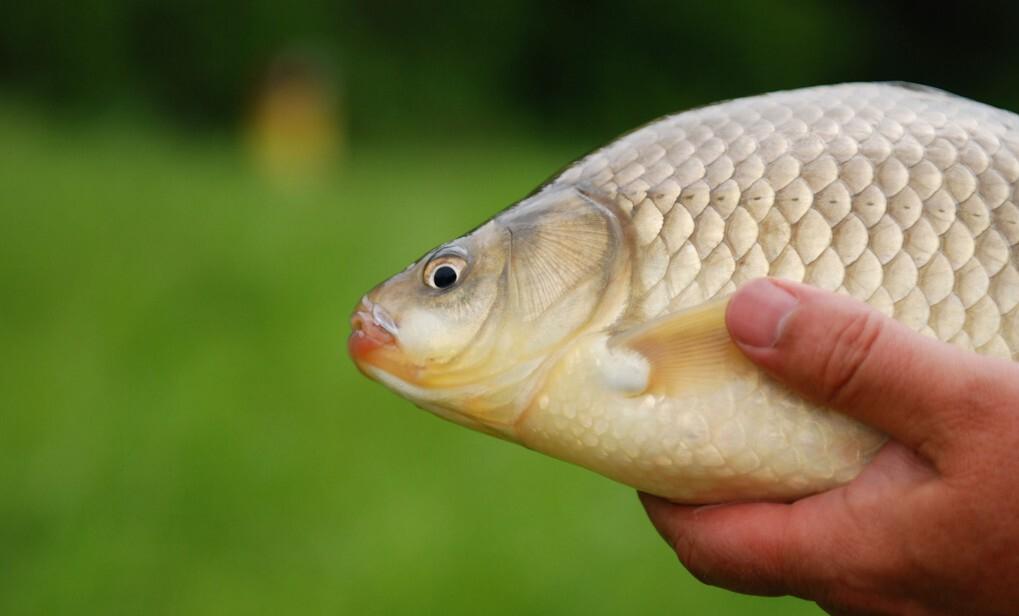 捕捞一晚获利上万,人工捕捞红虫违法吗