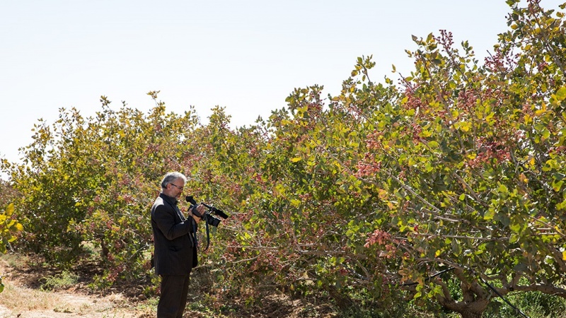 开心果果酱怎么吃,开心果怎么做又酥脆又好吃