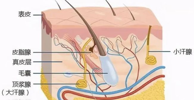 冬天有狐臭夏天没有怎么回事,夏天怎样去狐臭最有效的方法