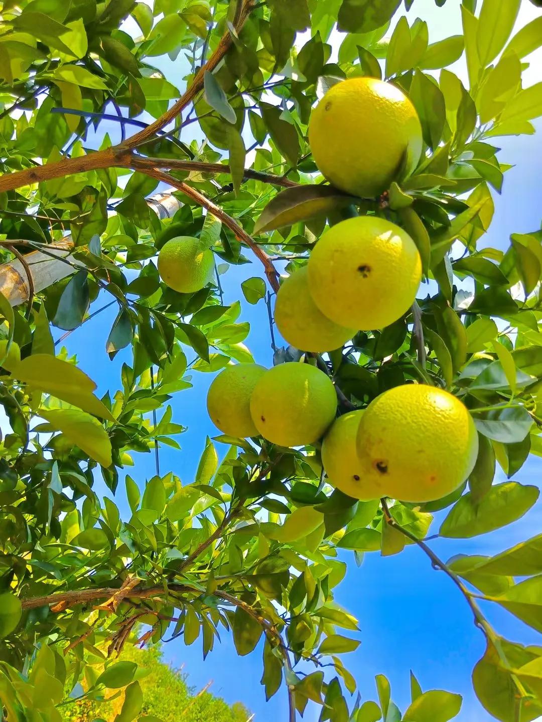 壹号农场金坛,壹号农场团购