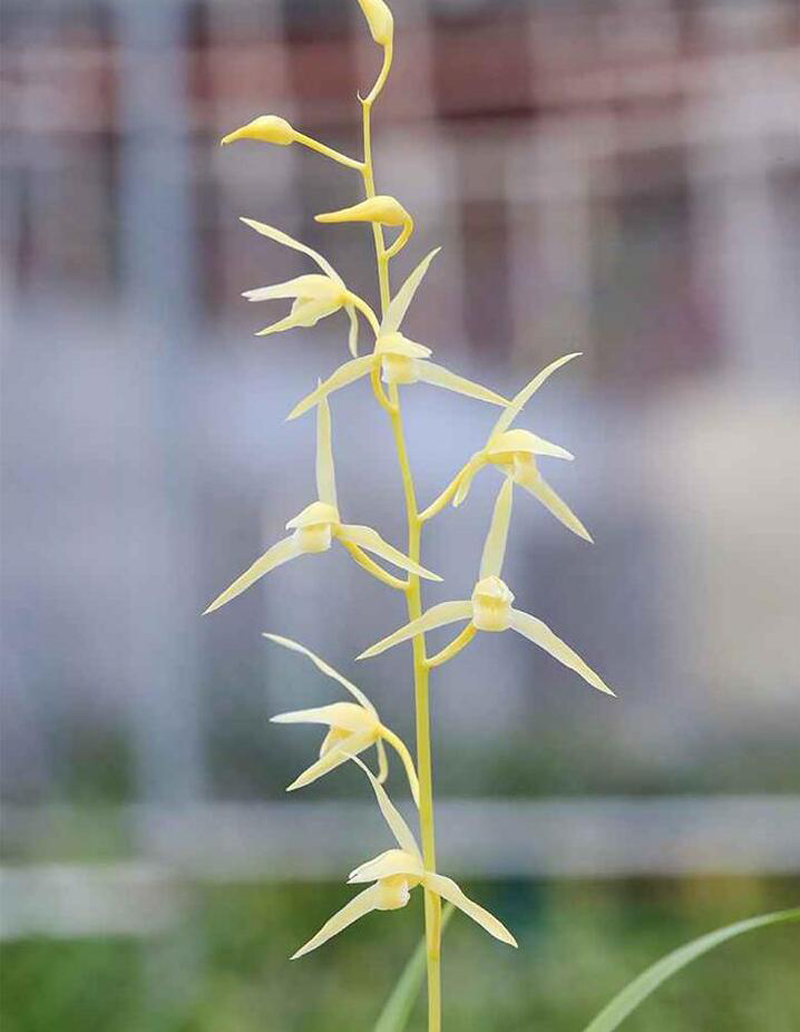 寒兰生长环境图片,寒兰习性