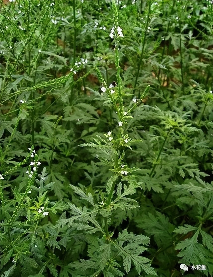 12种水产病害防治,你对水产动物病害的初步认识