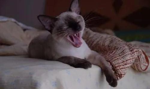 猫咪发情期的基本知识及应对方法