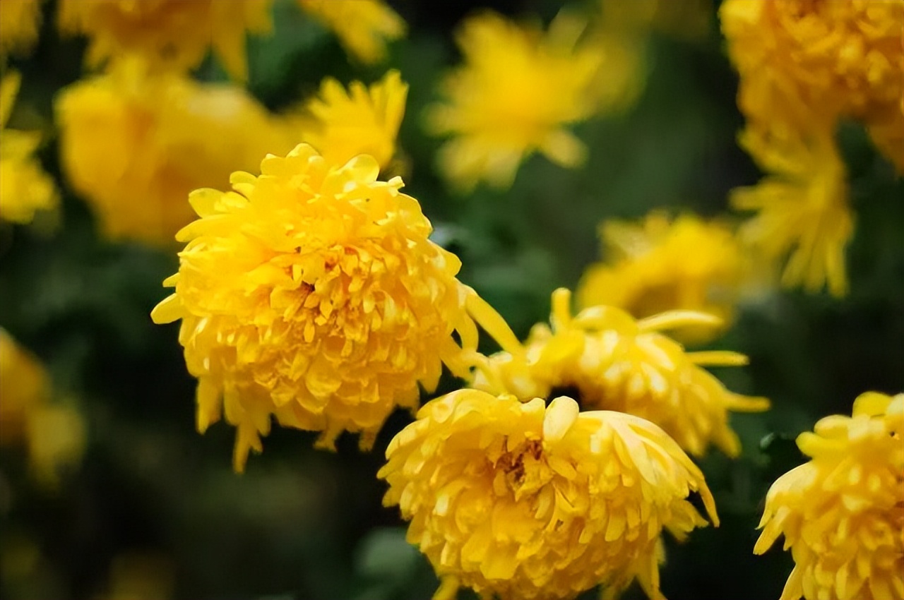 中国传统十大名花排名及文化内涵,中国十大名花惊艳世界