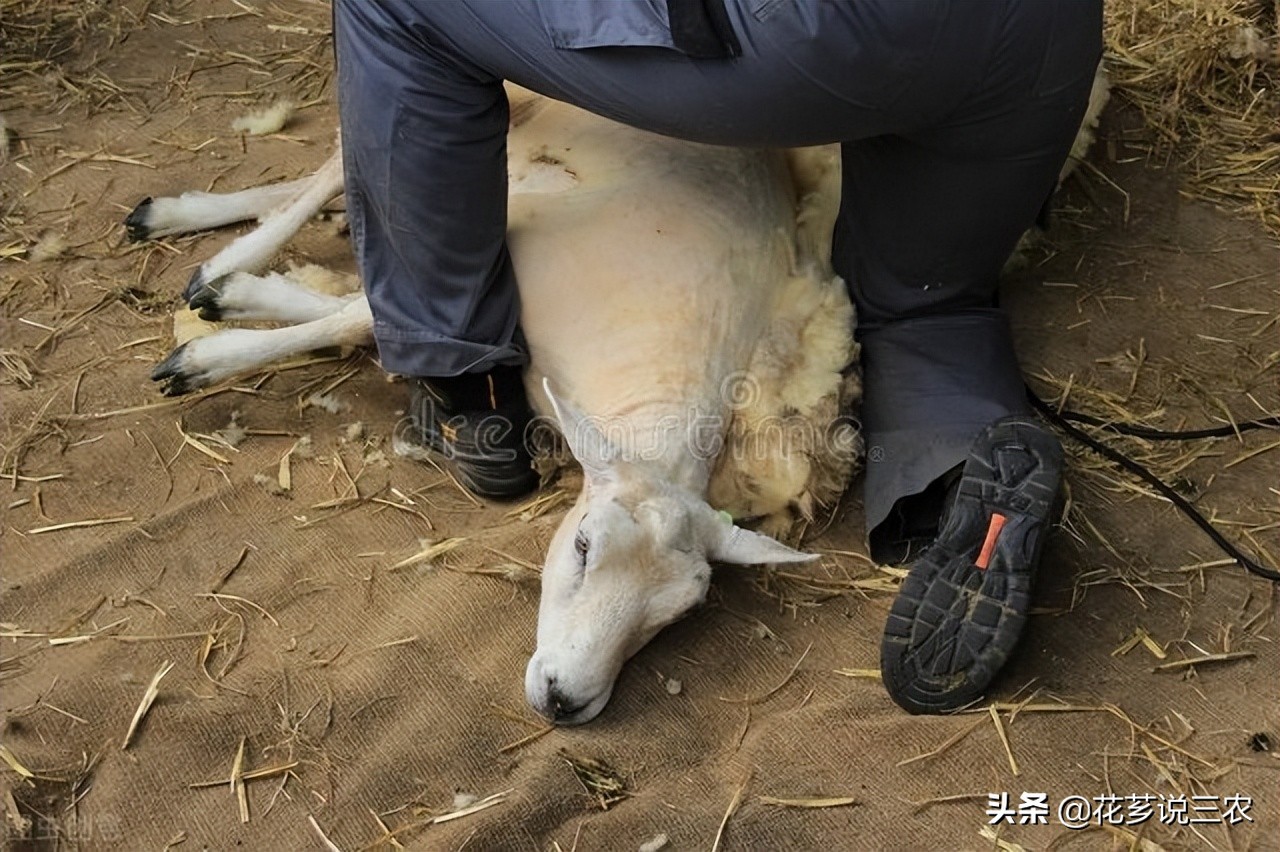 给羊驱虫养羊技术与羊病防治,养羊病毒性疾病预防