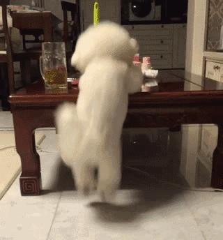 母比熊的优点,比熊应该怎么养才好看呢