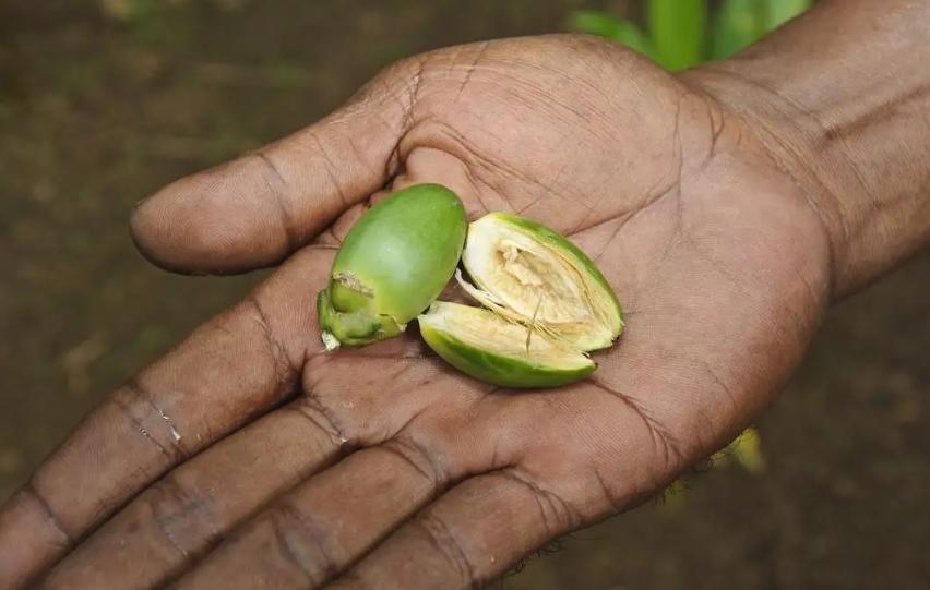 槟榔怎么和嚼木头一样,槟榔味道像话梅