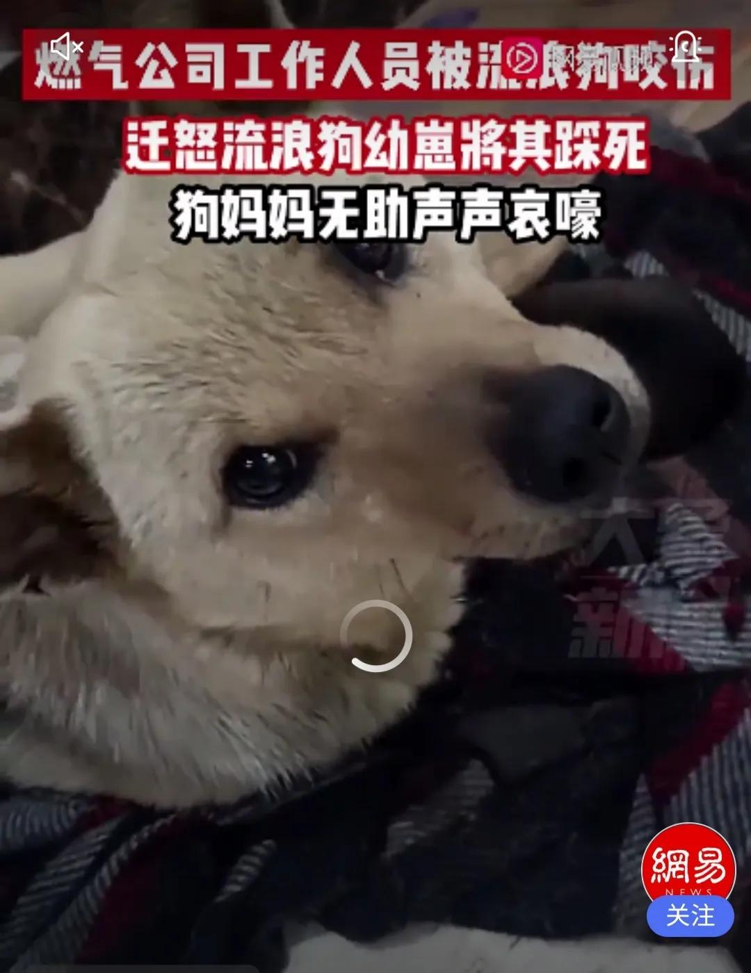 燃气公司人员踩死小狗后续,工人因被咬踩死四只幼犬