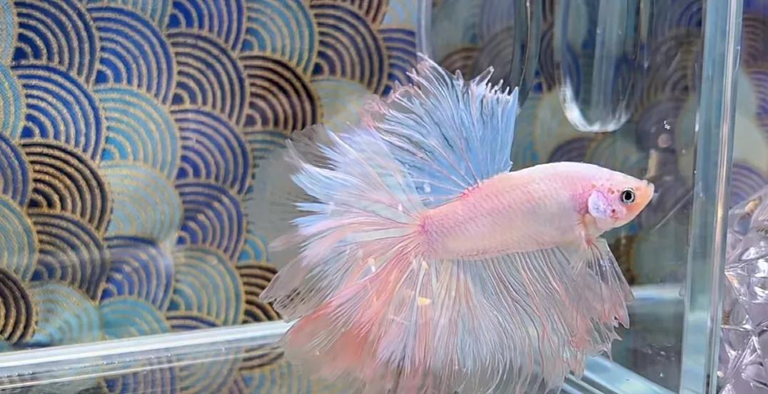 泰国斗鱼vs泰国斗鱼,泰国斗鱼和中国斗鱼为什么不一样