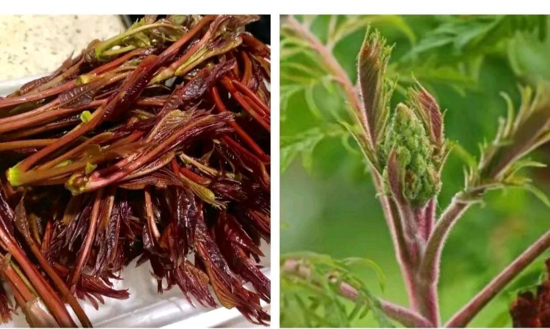 一家人吃香椿芽炒鸡蛋致死,一个老人吃香椿芽炒鸡蛋中毒