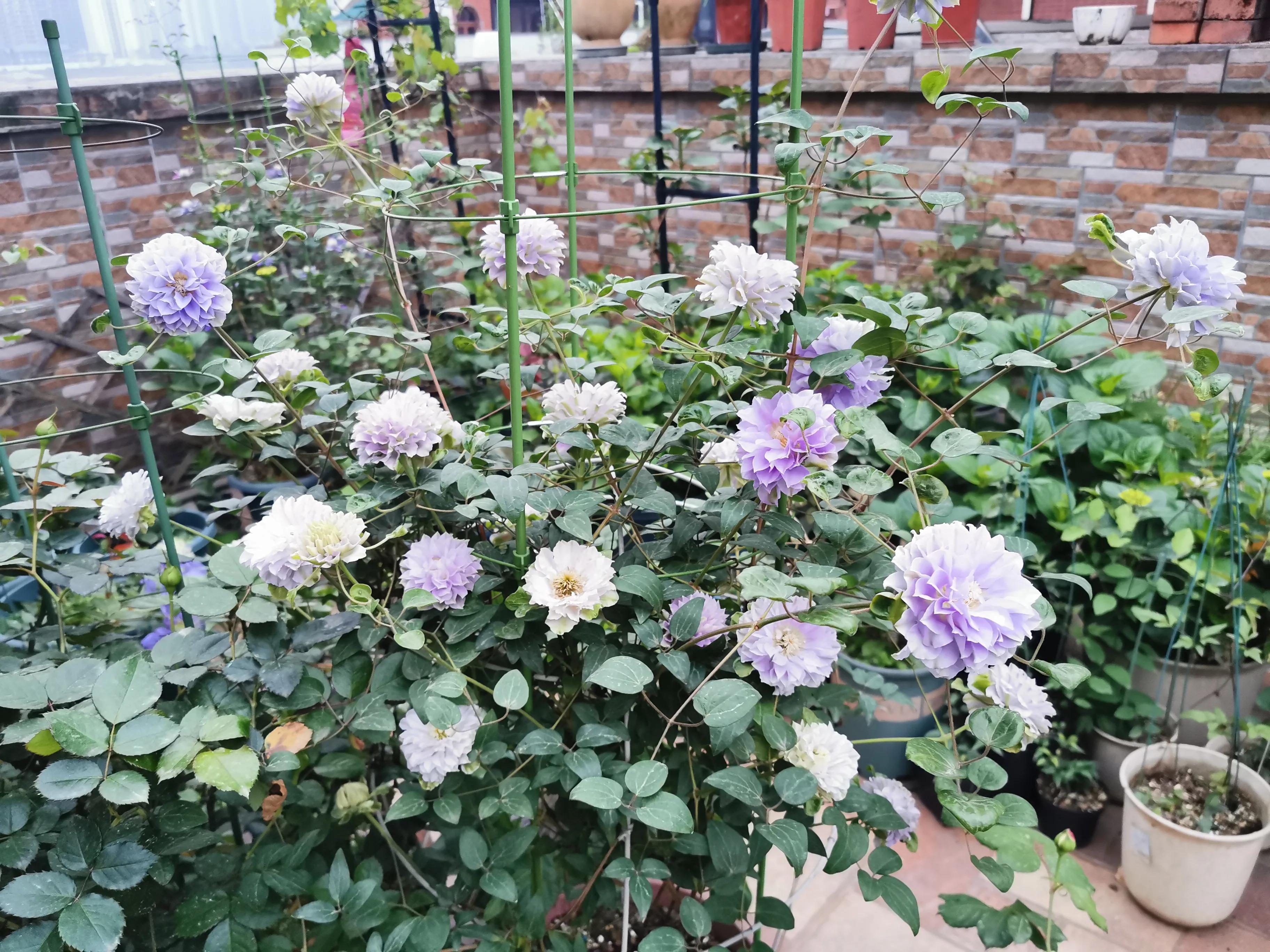 因为这种花,我掉进了花坑