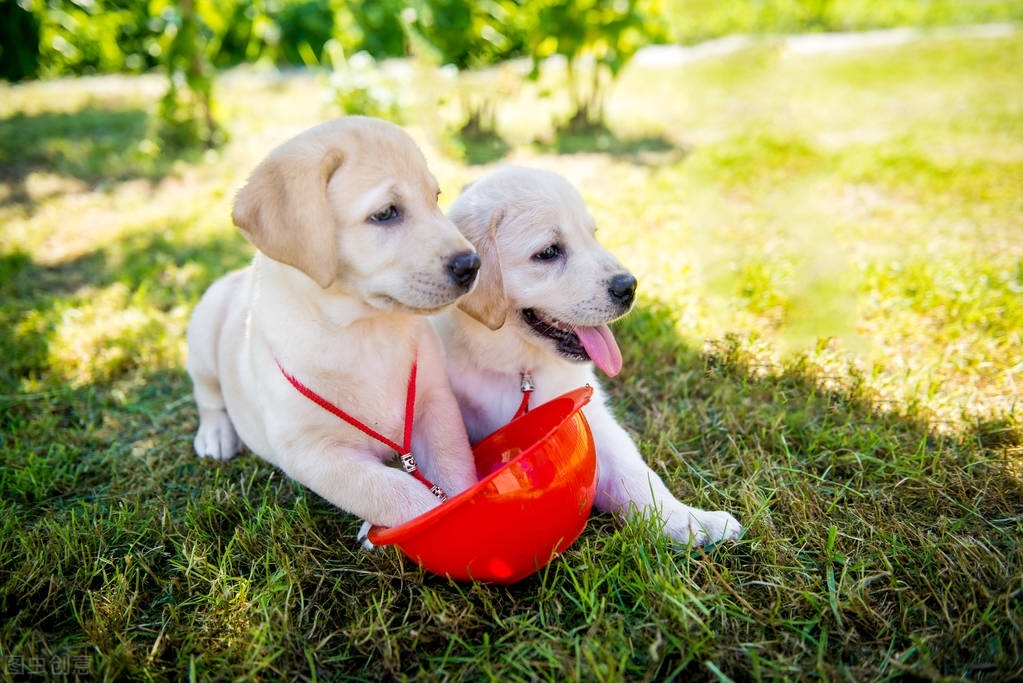 狗偷喝主人的酒会怎么样,狗狗偷喝主人的酒第二天也没醒来