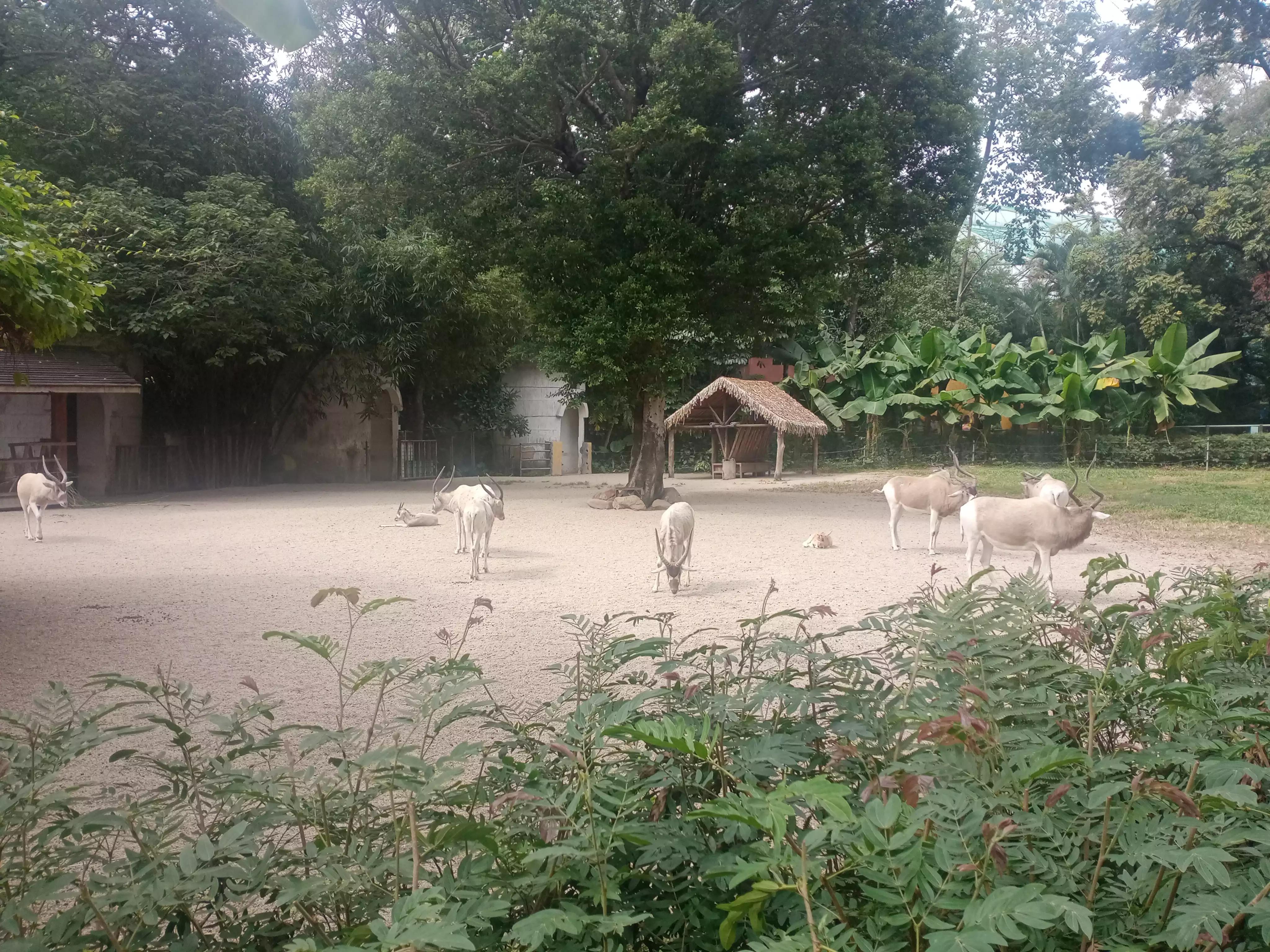 广州动物园游记,广州野生动物园
