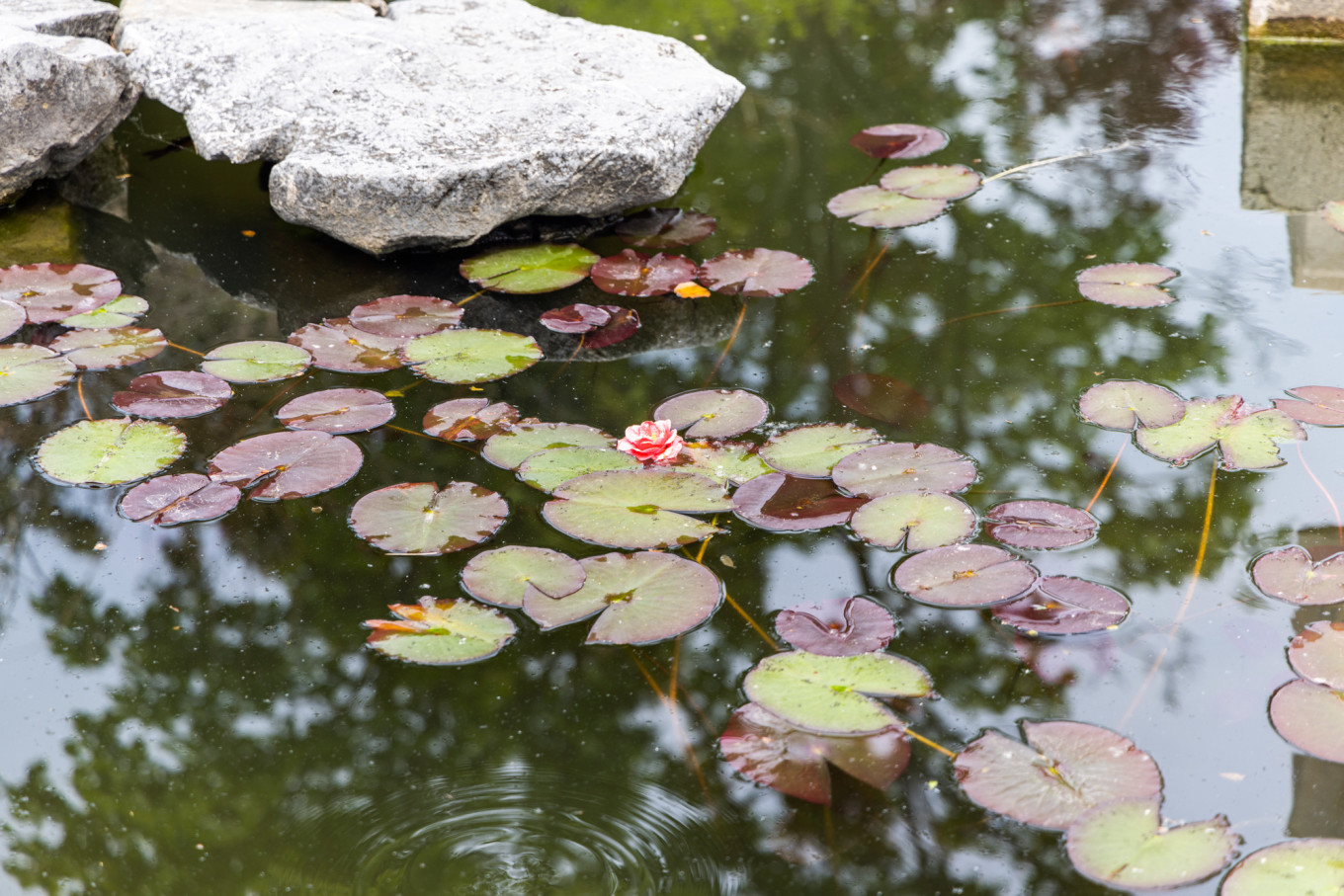 春日下江南杭州,泰州一日游攻略美食