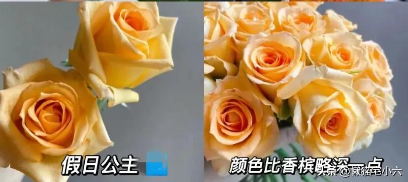 玫瑰花送你最浪漫,姑娘送一个玫瑰花给你