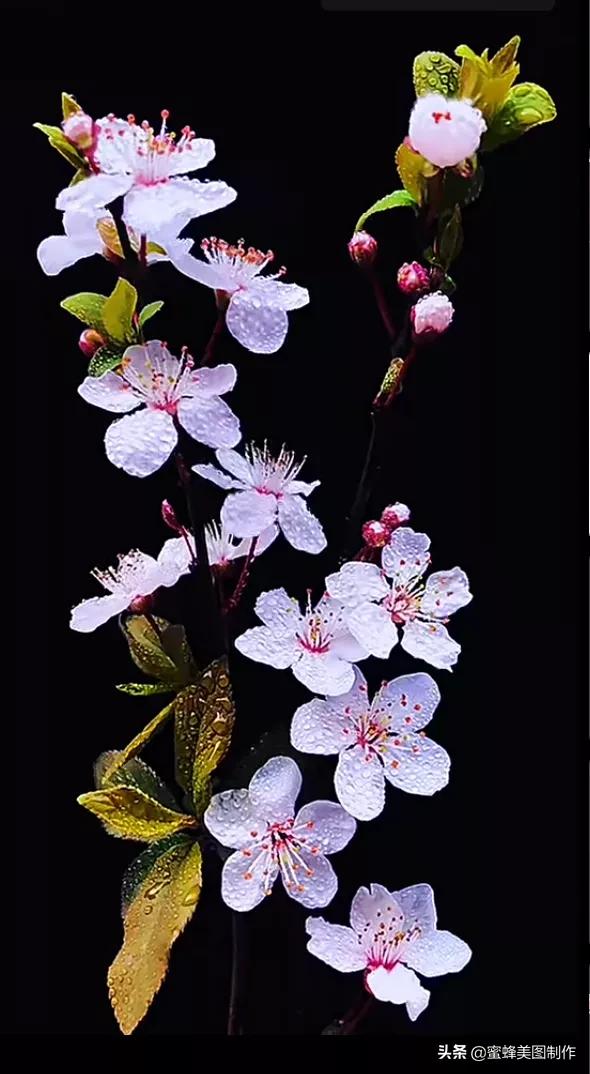 一草一木皆本心一花一叶皆菩提,一花一叶一菩提一草一木皆有情