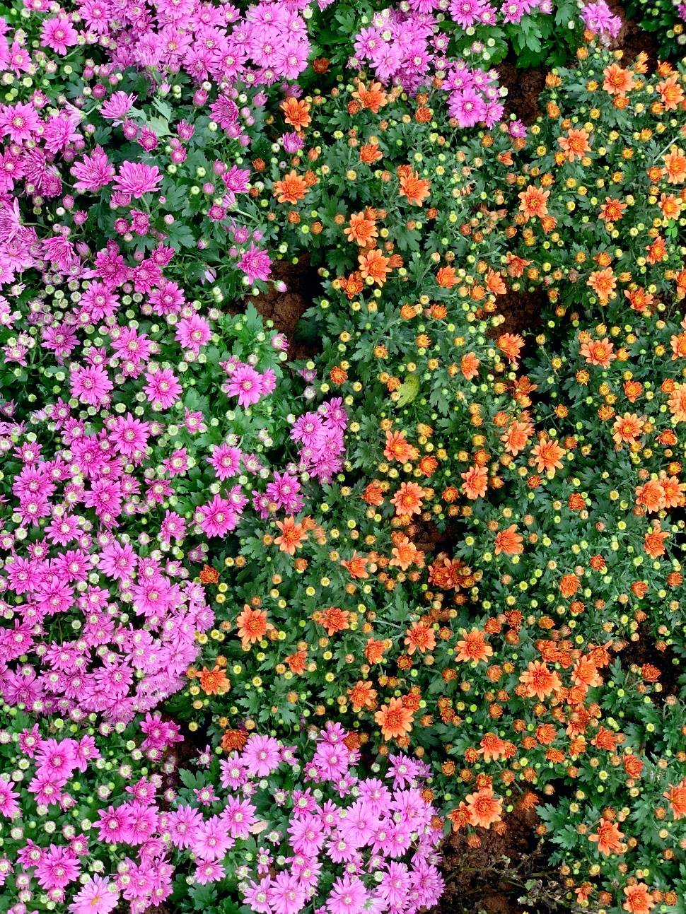 东湖公园赏菊花,深圳市东湖公园一年一季的菊花展