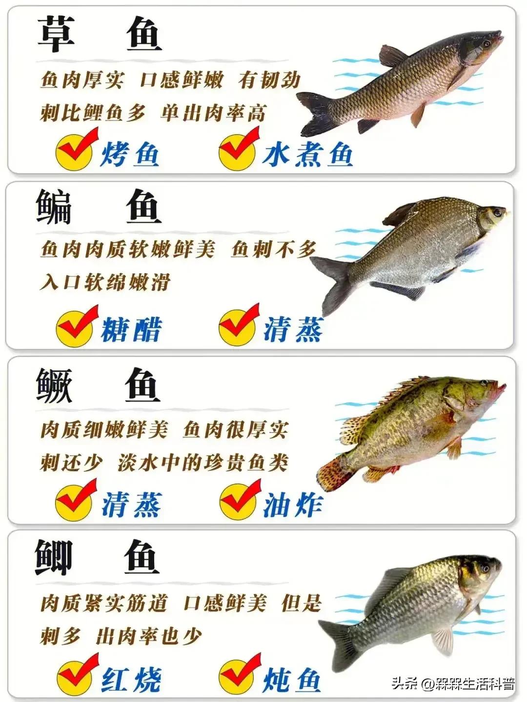 各种鱼图解大全,100种常见家常鱼的图片
