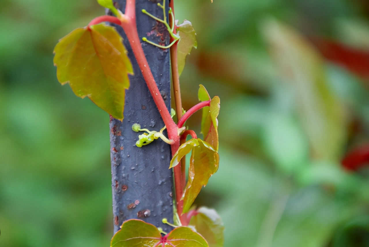 高架桥下种植爬山虎，难道不怕腐蚀吗？看完不得不佩服国人的智慧
