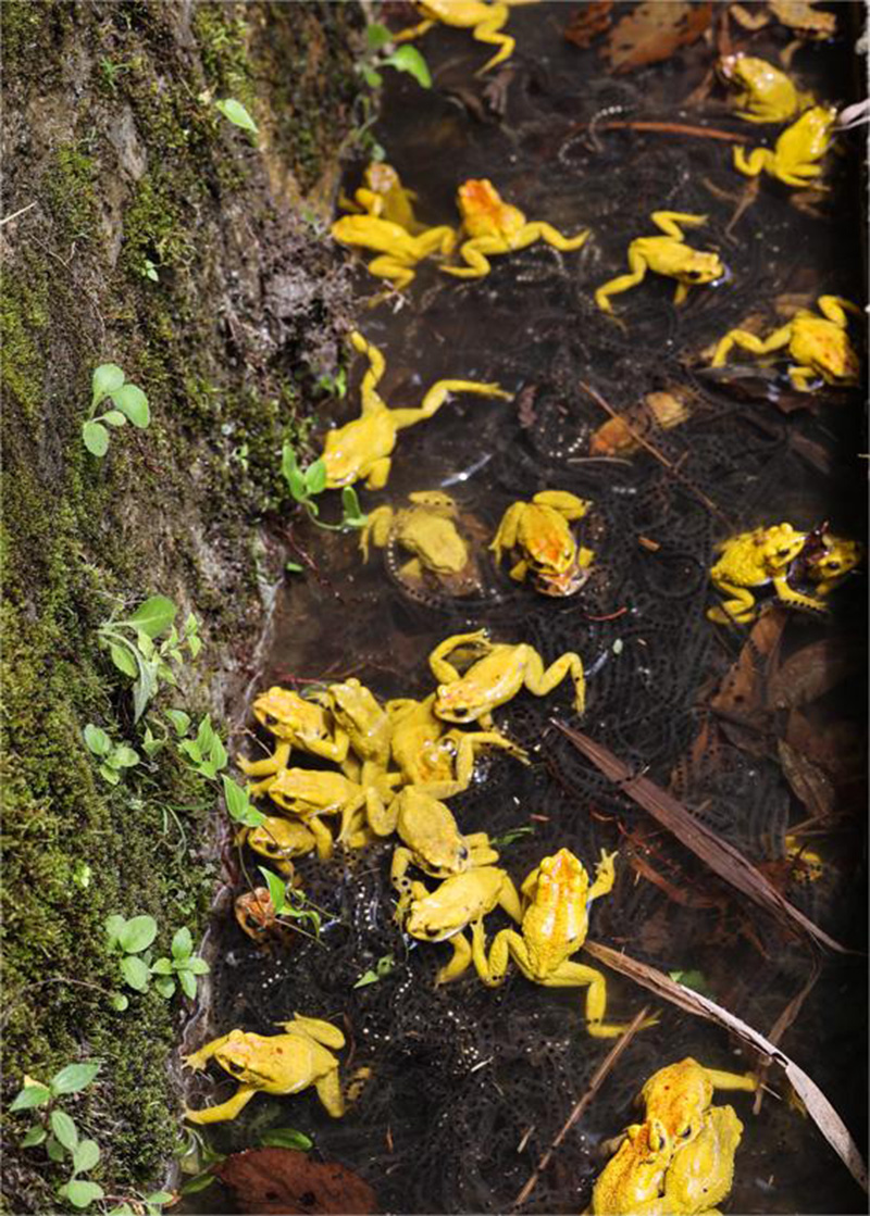 云南独龙江大量金蟾集结，网友：此乃祥瑞之兆，见金蟾就发大财！