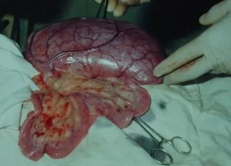 子宫蓄脓手术对狗狗以后的影响,子宫蓄脓手术后会复发吗