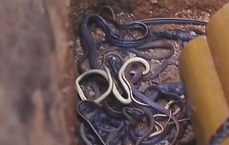 24年人蛇大战,人蛇大战1982幕后知识