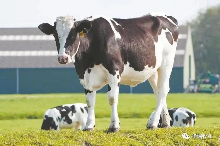 丙酸钙对什么有抑制作用,丙酸钙主治什么