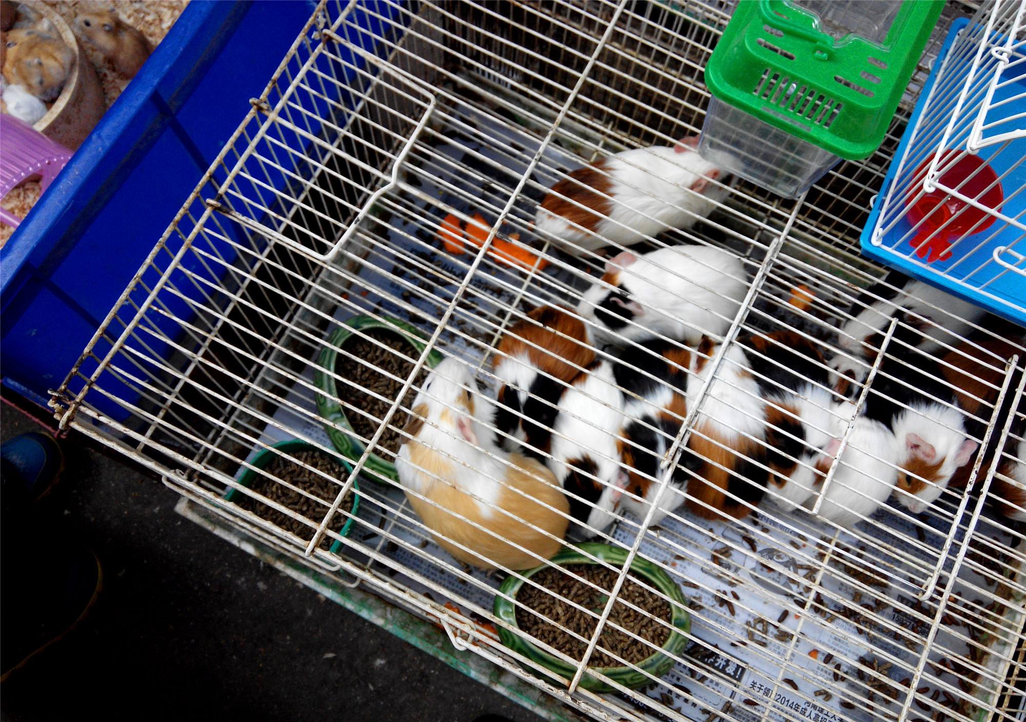 2017年商贩买了只怪鸟，卖150元都没人要，被抓才知是牢底坐穿鸟