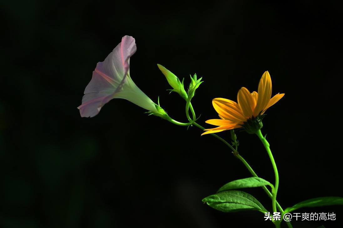 散文|凸凹:红蜻蜓