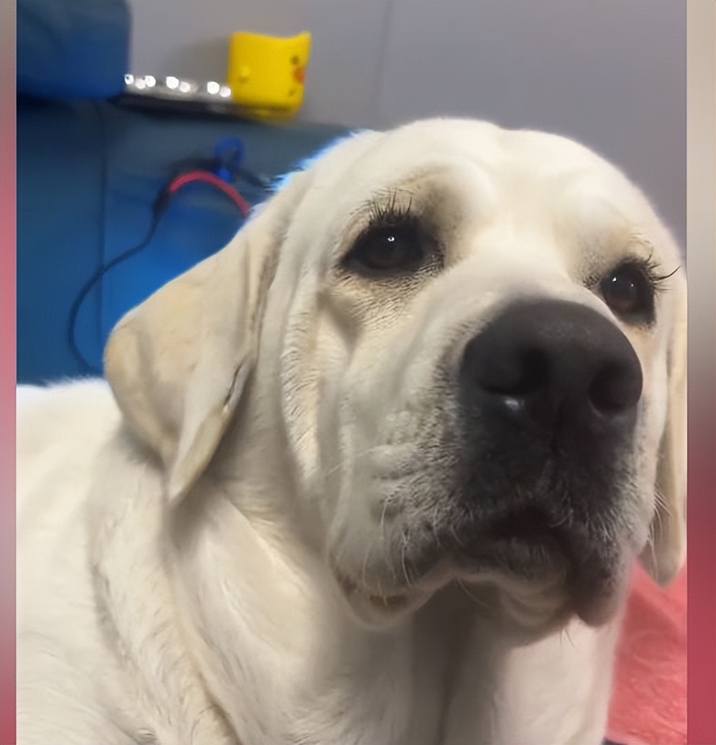 狗狗美容修剪一套,狗狗美容三件套