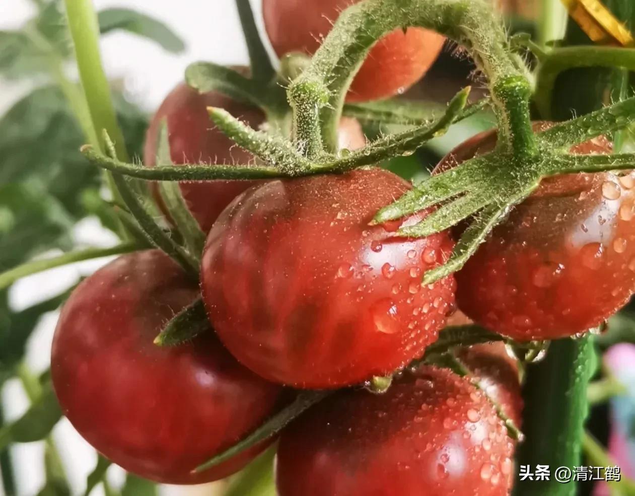 番茄晚疫病物理最佳治疗方法,番茄病虫草害防治