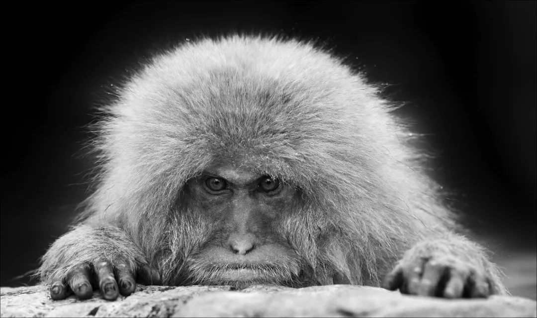 摄影界最著名的奖,摄影界的最高奖项叫什么