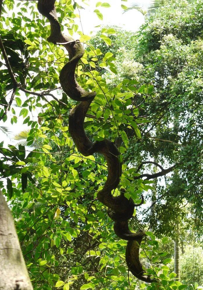 明朝的盔甲现代化,明朝藤甲