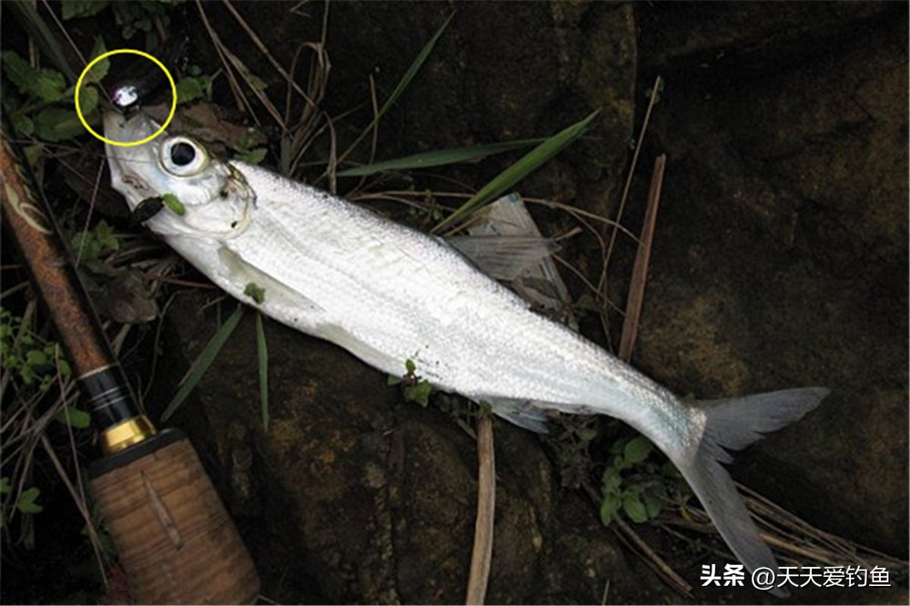 用路亚钓翘嘴的正确方法与技巧,怎样用路亚钓翘嘴最快最有效