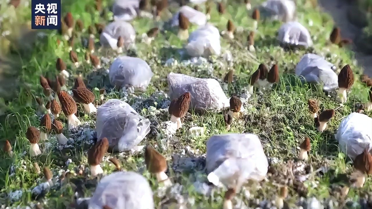 万象“耕”新丨现代化生产营销“土特产”变“抢手货”