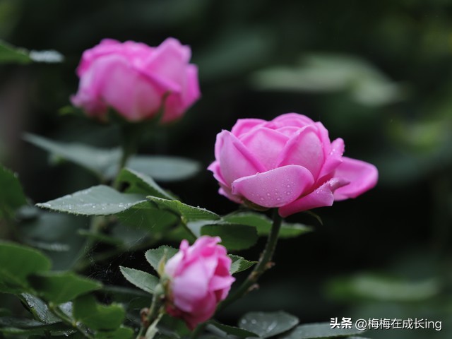 莫生气口诀,莫生气