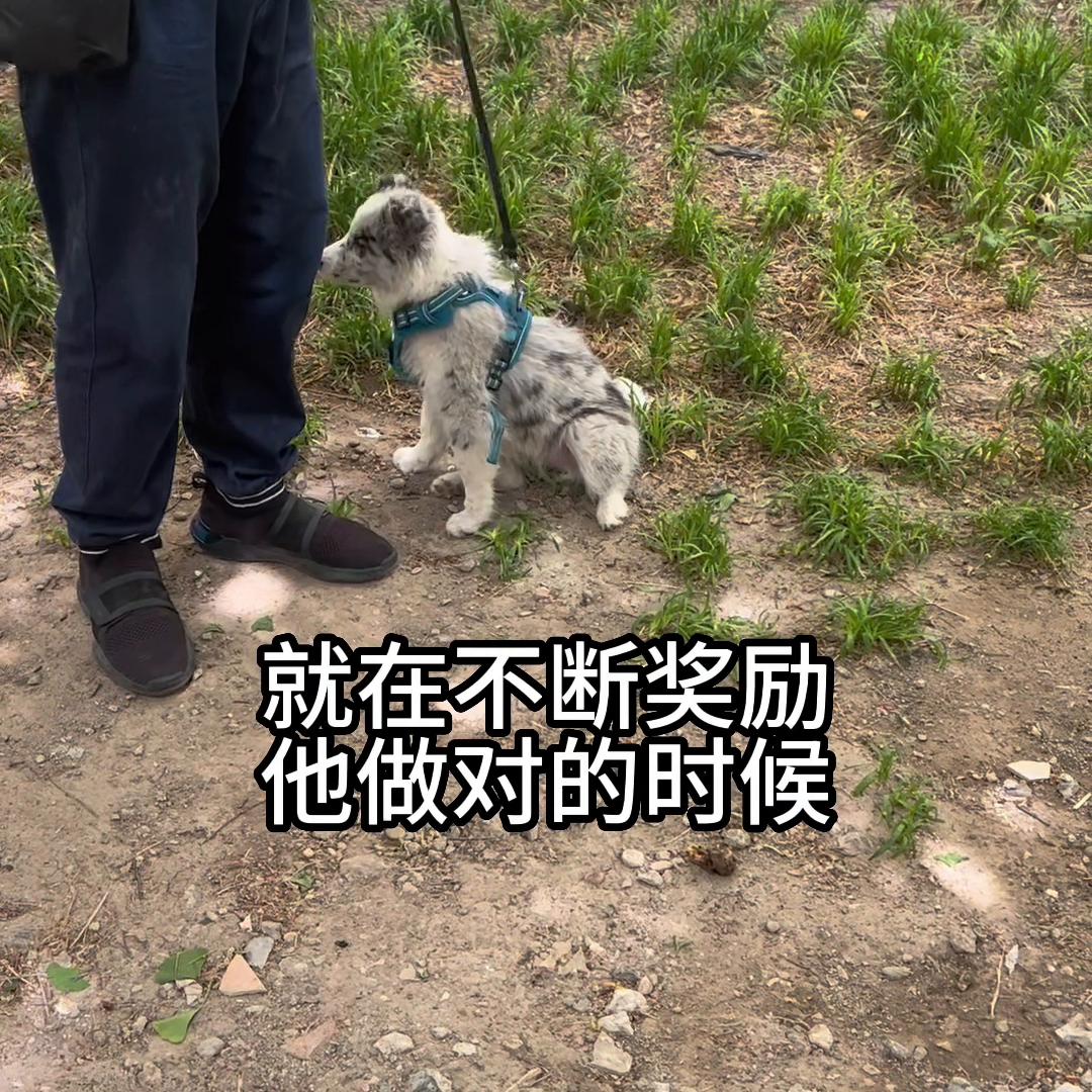 训练边牧捡东西回来,喂养小狗边牧