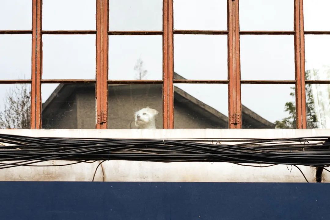 全国首个宠物方舱媒体评论,全国首个宠物方舱建成