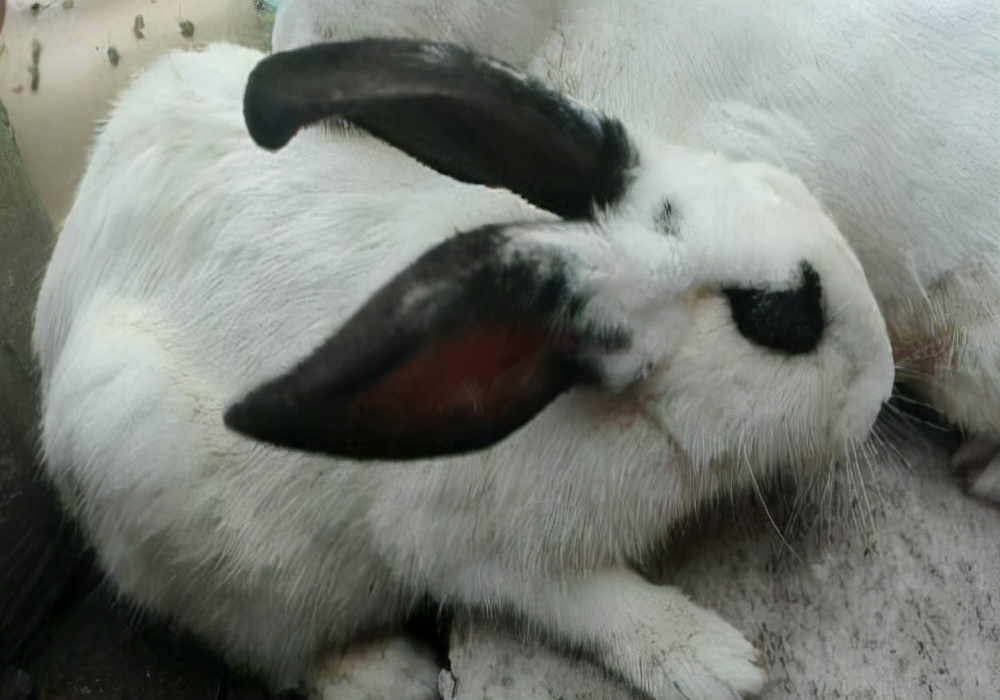 兔子拉稀的便便怎么清理,兔子爱拉臭臭怎么办