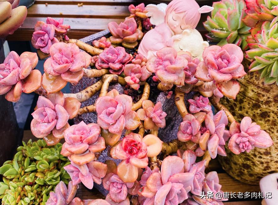 多肉老桩换盆可以不修根吗,多肉老桩换盆时要不要修根