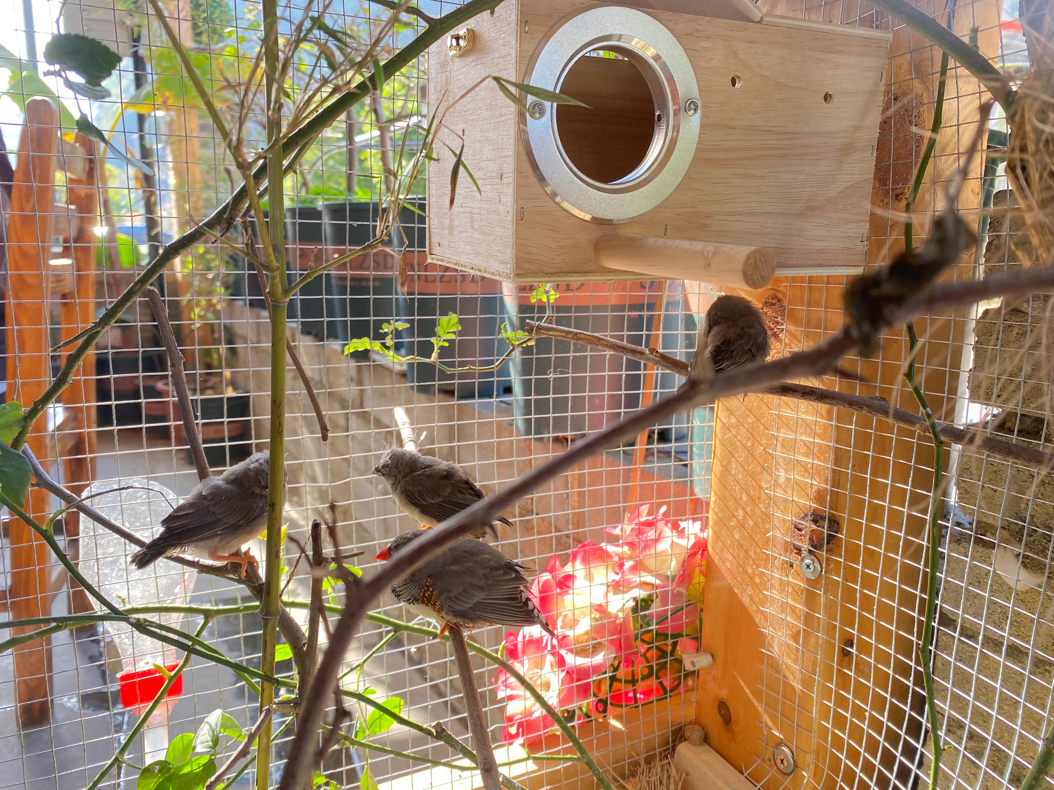 珍珠鸟原生态喂养方式，平时都不用打理，两个月生宝宝！懒人养鸟