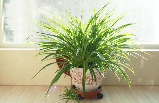 去甲醛效果最好又好养的植物,哪种植物去甲醛最好又好养