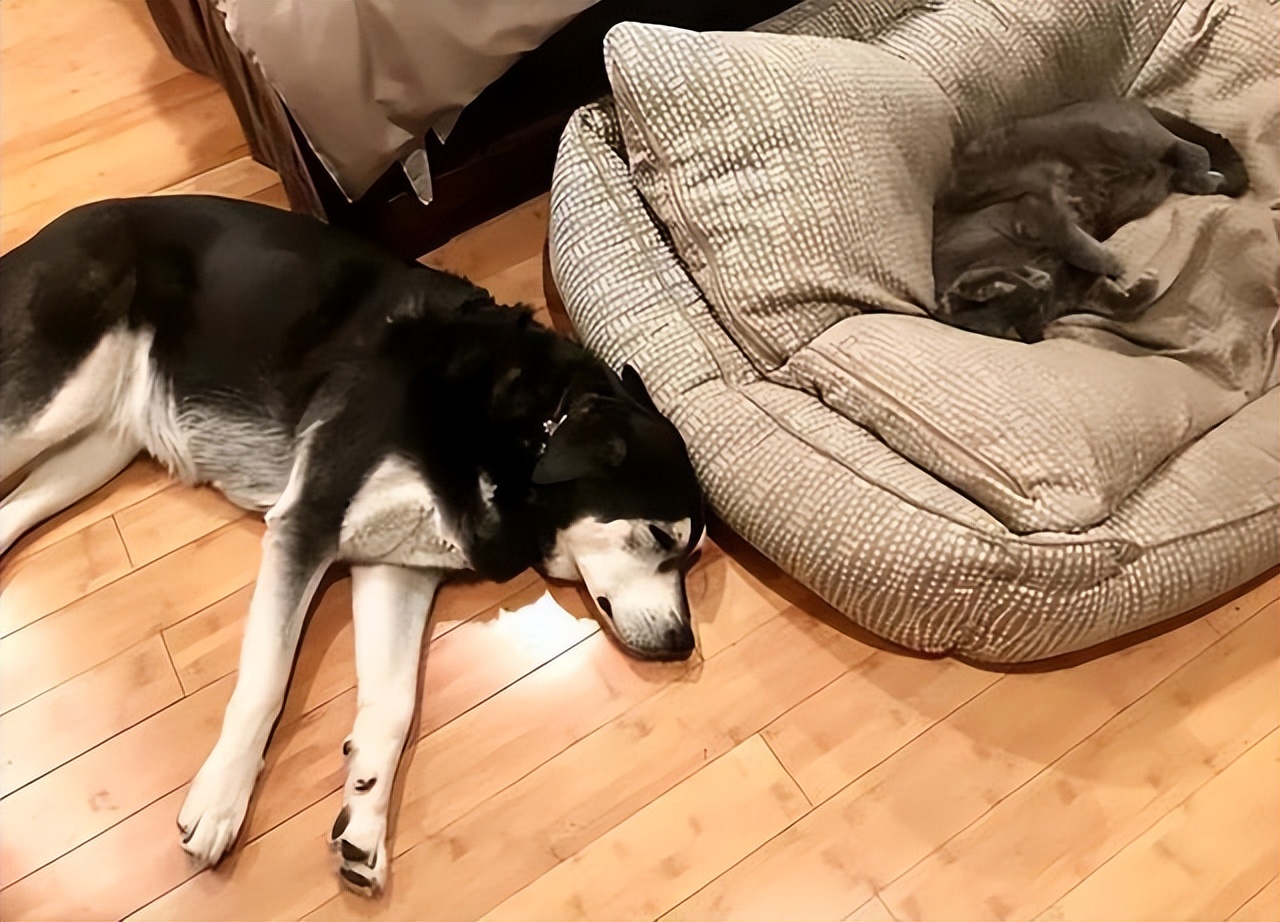 狗子有窝不睡,狗子睡觉前为什么喜欢刨一会窝