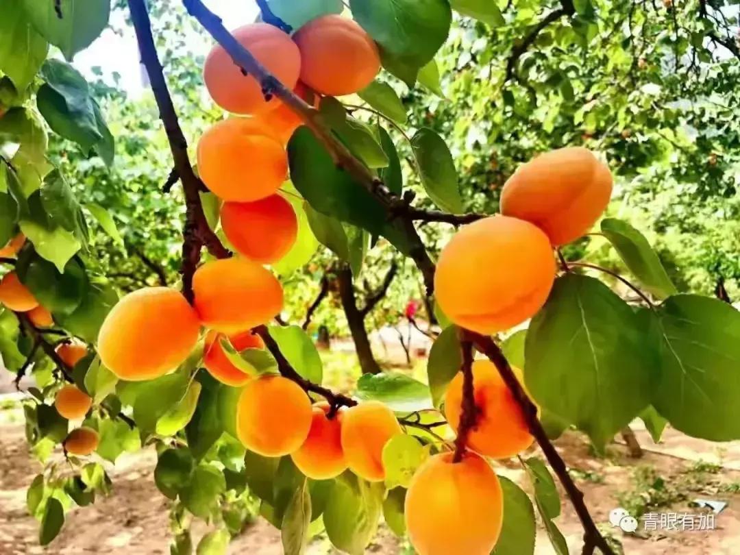 盛夏爱情故事免费全文,盛夏爱情故事免费阅读