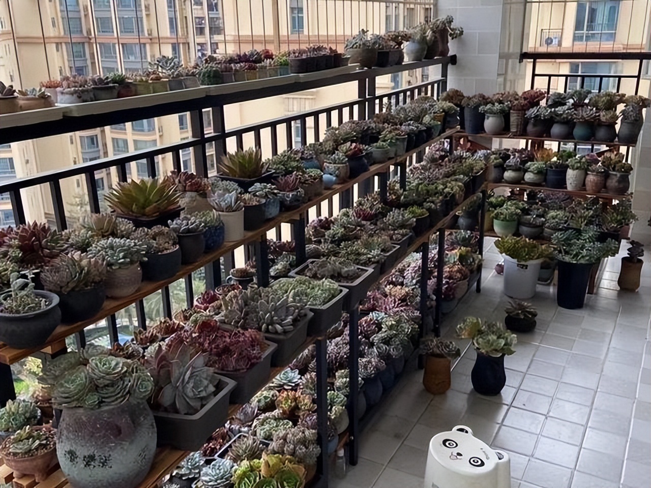 多肉植物能够吸附甲醛,多肉植物有吸甲醛功效吗