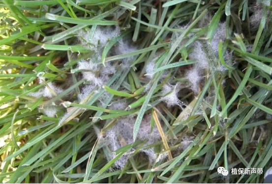 草坪要除草的方法,草坪锈病的病害预测及防治策略