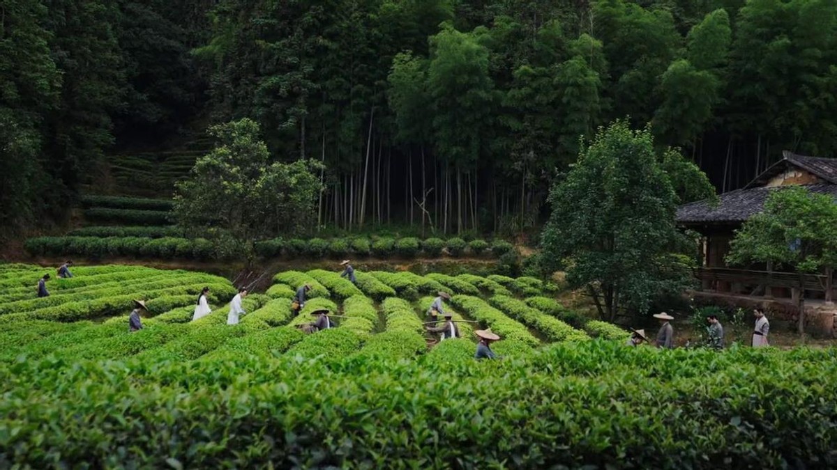 新手买茶叶必备的茶叶知识,买茶叶别贪便宜