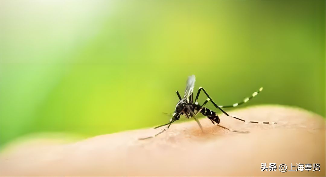 夏天虫咬皮炎的治疗方法,虫咬性皮炎到底如何杀虫